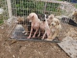 Rettung aus einem Horror-Shelter