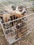 Rettung aus einem Horror-Shelter