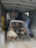 Rettung aus einem Horror-Shelter