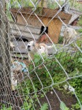 Rettung aus einem Horror-Shelter