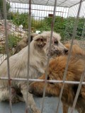 Rettung aus einem Horror-Shelter