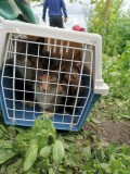 Rettung aus einem Horror-Shelter