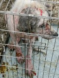 Rettung aus einem Horror-Shelter
