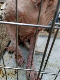 Rettung aus einem Horror-Shelter