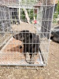 Rettung aus einem Horror-Shelter