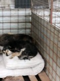 Rettung aus einem Horror-Shelter
