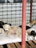 Rettung aus einem Horror-Shelter