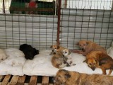 Rettung aus einem Horror-Shelter