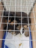 Rettung aus einem Horror-Shelter
