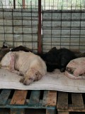 Rettung aus einem Horror-Shelter