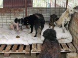 Rettung aus einem Horror-Shelter