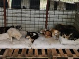 Rettung aus einem Horror-Shelter