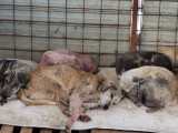 Rettung aus einem Horror-Shelter