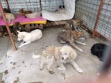 Rettung aus einem Horror-Shelter