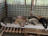 Rettung aus einem Horror-Shelter