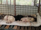 Rettung aus einem Horror-Shelter