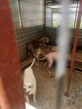 Rettung aus einem Horror-Shelter