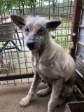 Rettung aus einem Horror-Shelter