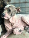 Rettung aus einem Horror-Shelter
