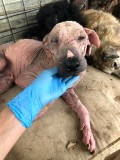 Rettung aus einem Horror-Shelter
