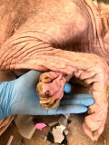 Rettung aus einem Horror-Shelter