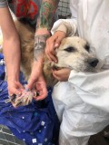 Rettung aus einem Horror-Shelter
